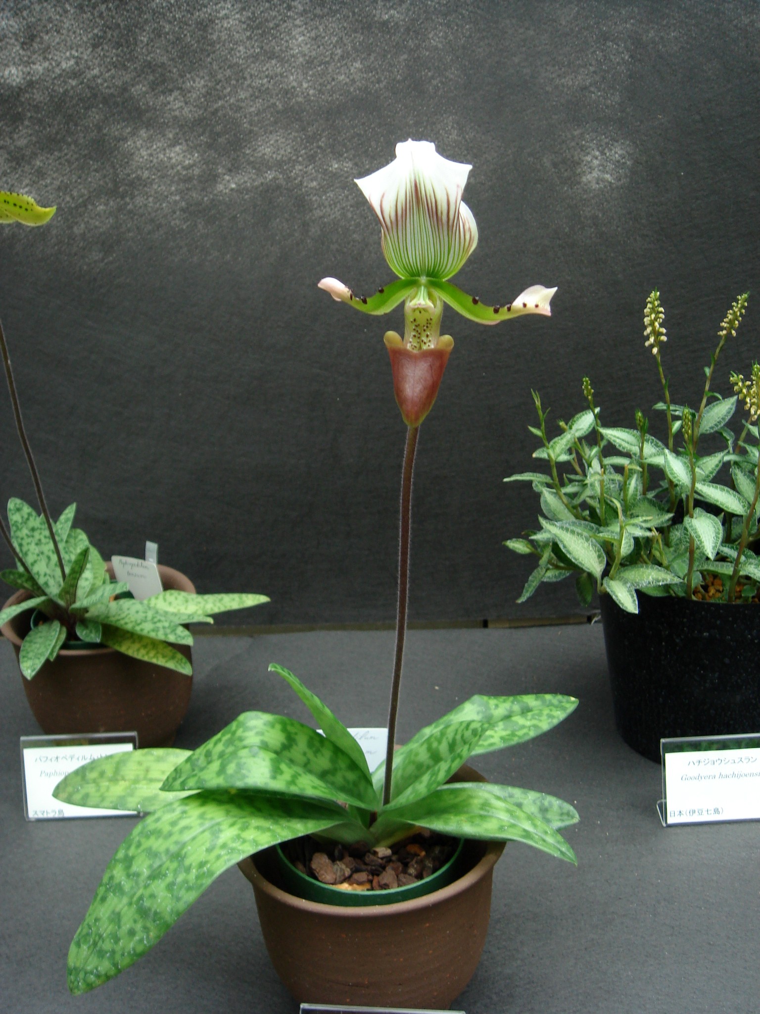 Paphiopedilum callosum (Reichenbach f.) Stein